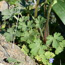 Image of Ranunculus sprunerianus Boiss.
