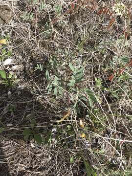 Image of Indian milk-vetch