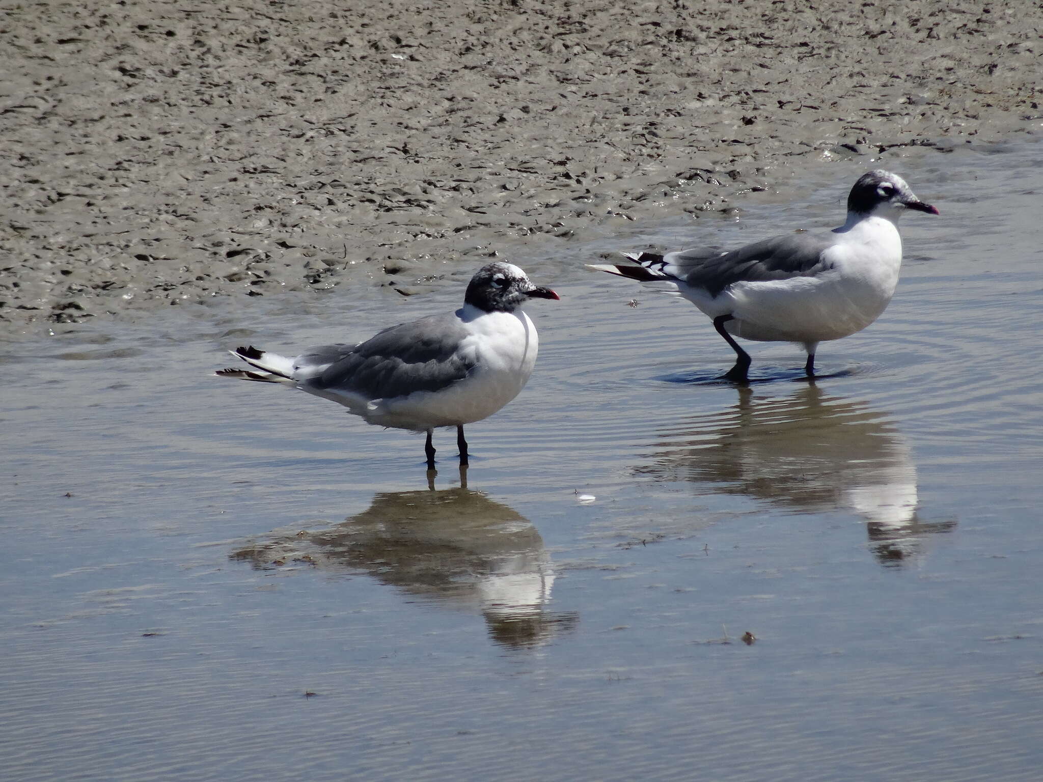 Image of Franklin's Gull