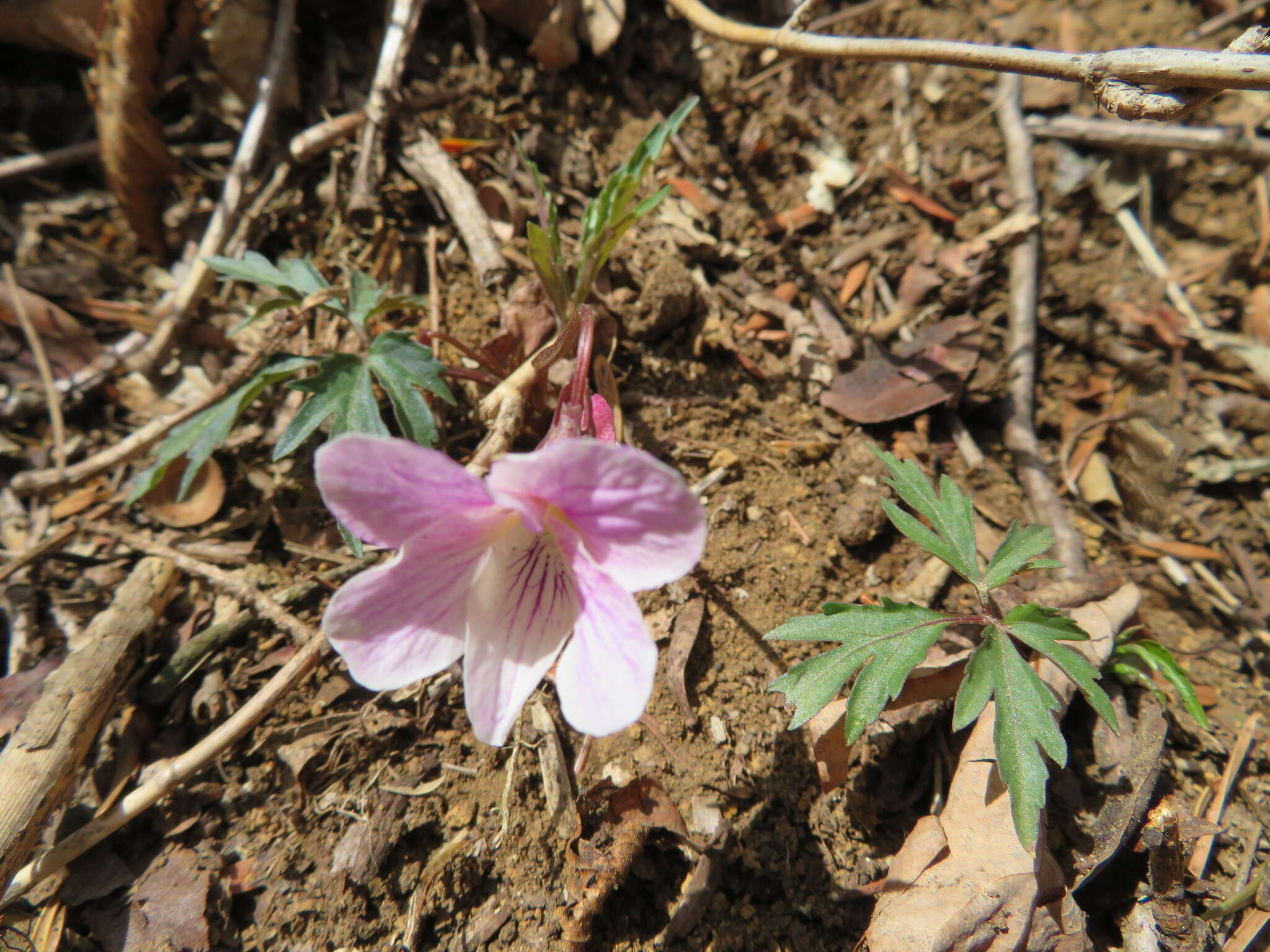 Sivun Viola eizanensis (Makino) Makino kuva