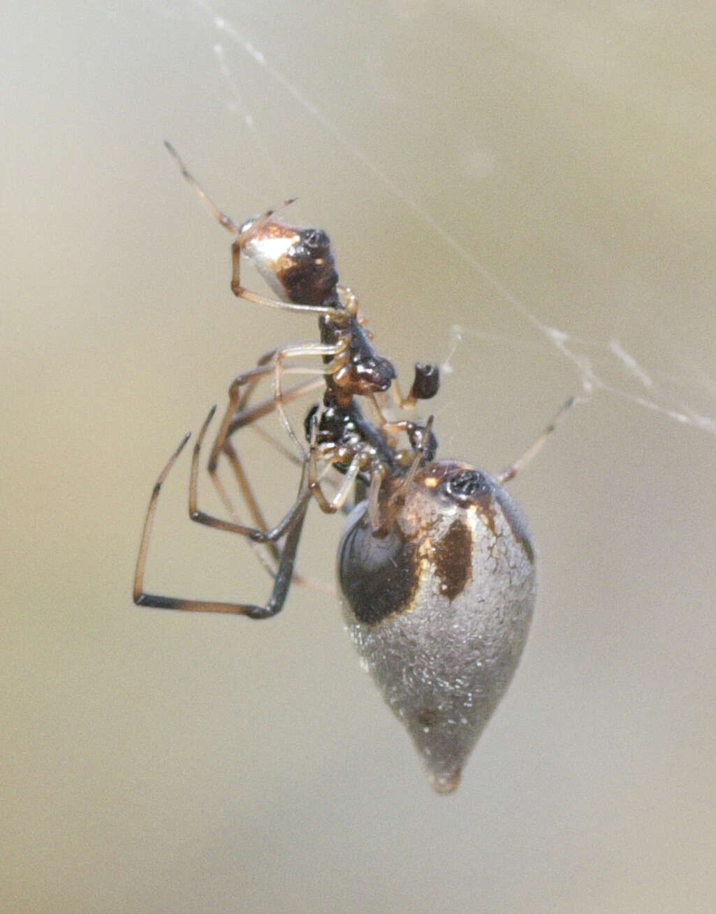 Image de Argyrodes elevatus Taczanowski 1873