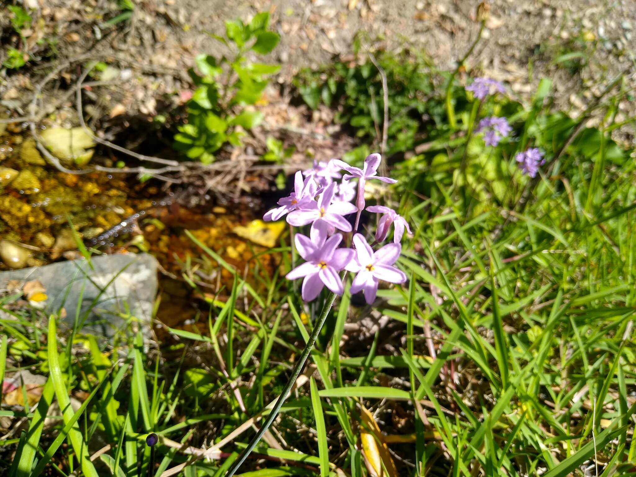 Imagem de Tulbaghia maritima Vosa