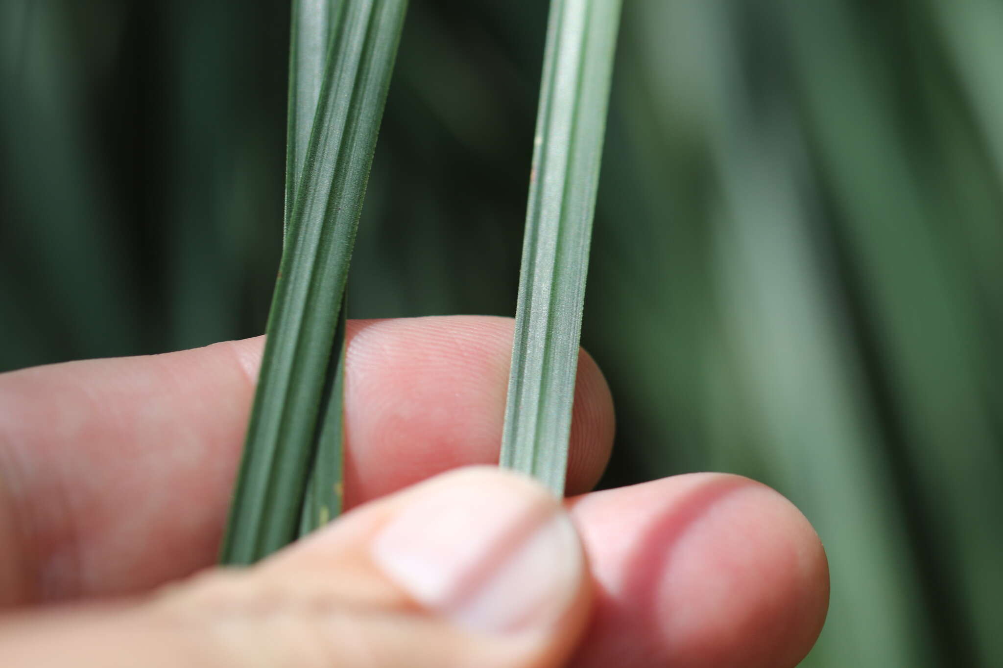 Image of Xanthorrhoea arborea R. Br.