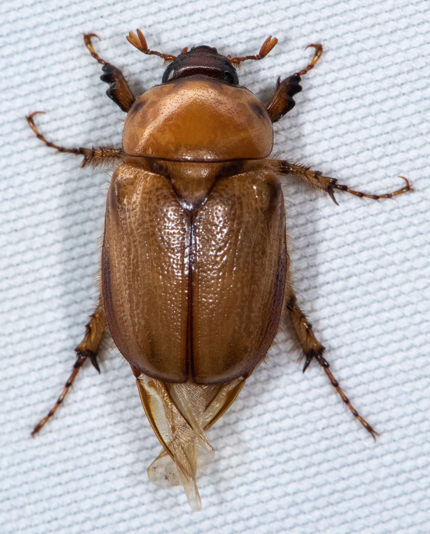 Image of Cyclocephala hirta Le Conte 1861