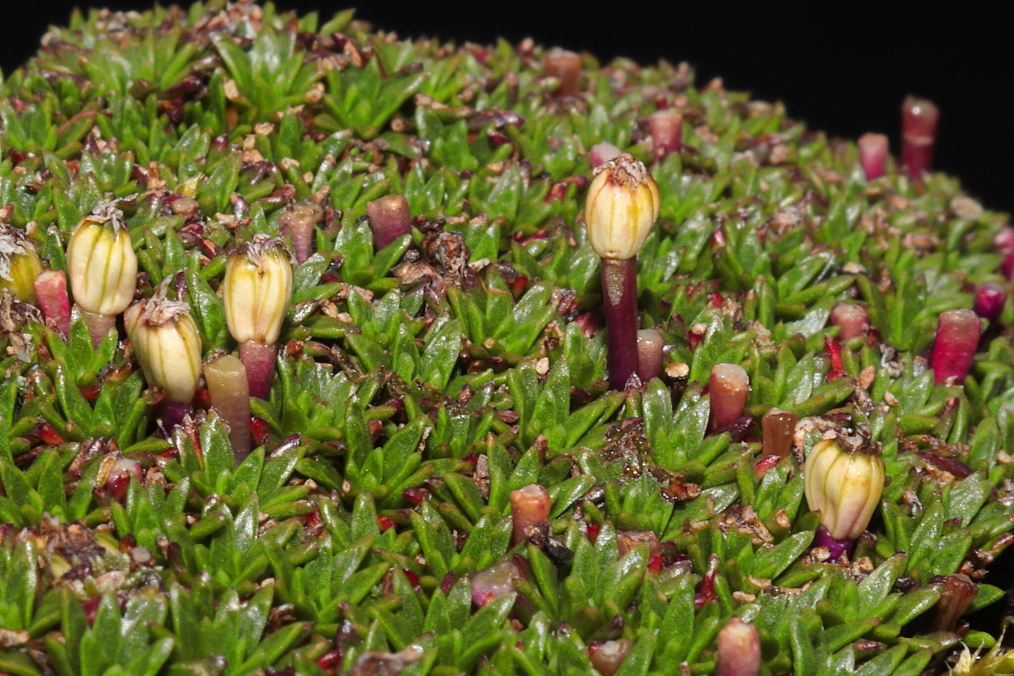 Image of Azorella diapensioides A. Gray