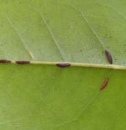 Image of Banana-shaped scale