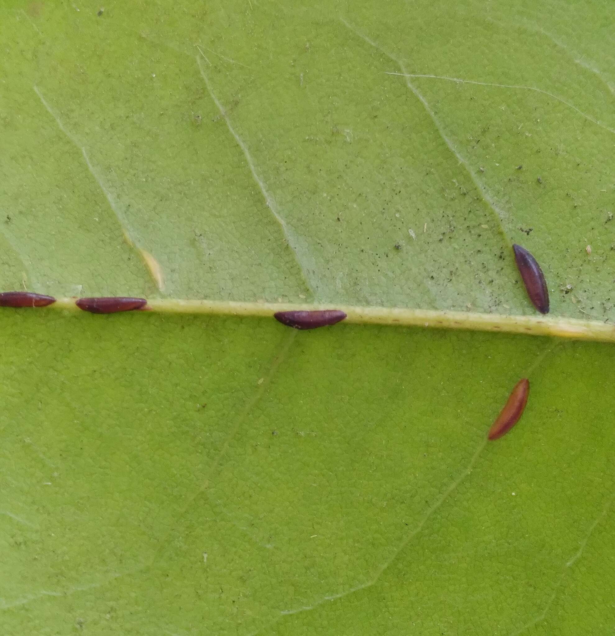 Image of Banana-shaped scale