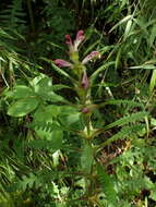 Image of Pedicularis rex subsp. lipskyana (Bonati) Tsoong