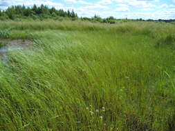 Image of flote-grass, floating sweet-grass