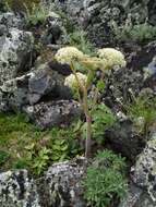 Image of Angelica saxatilis Turcz. ex Ledeb.