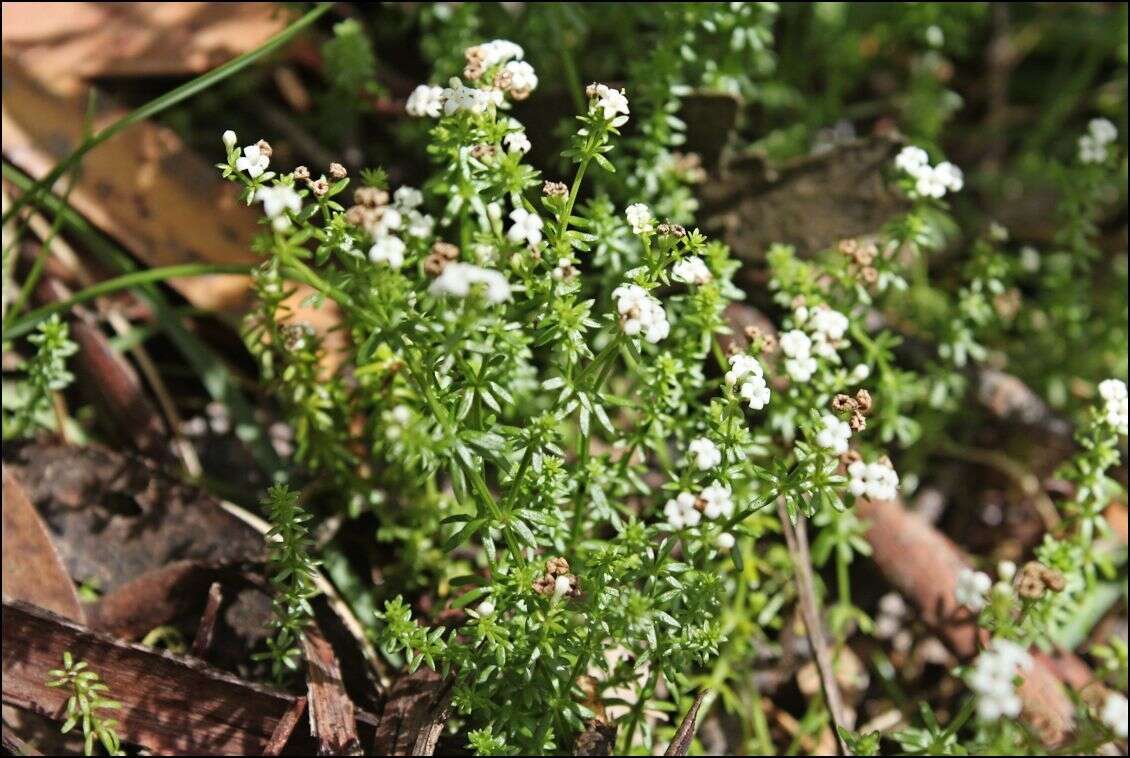 Imagem de Asperula gunnii Hook. fil.