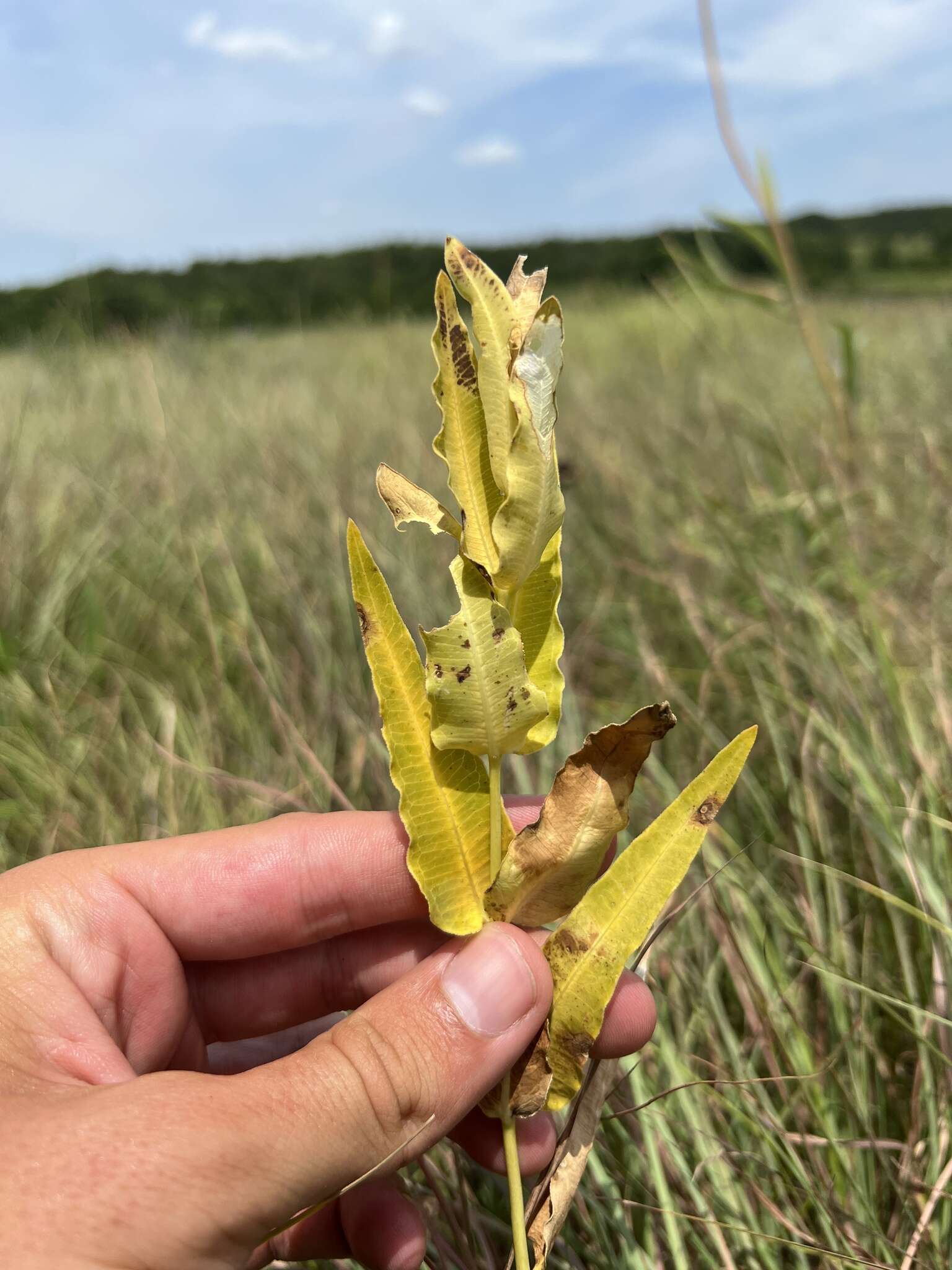 Image of Mead's milkweed