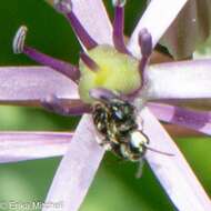 Image of Hylaeus annulatus (Linnaeus 1758)