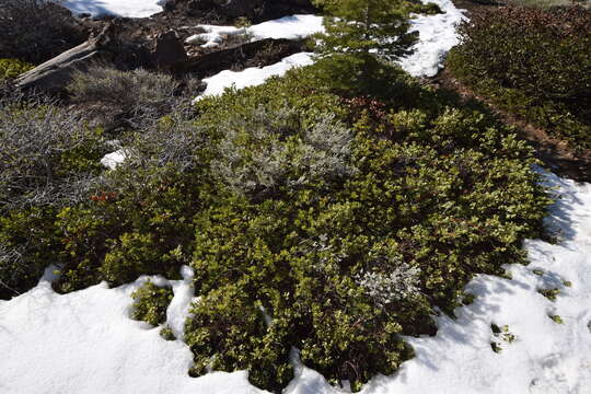 Imagem de Arctostaphylos nevadensis A. Gray