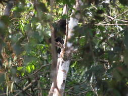 Image of Black Titi