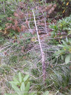 Image of White-pine blister rust