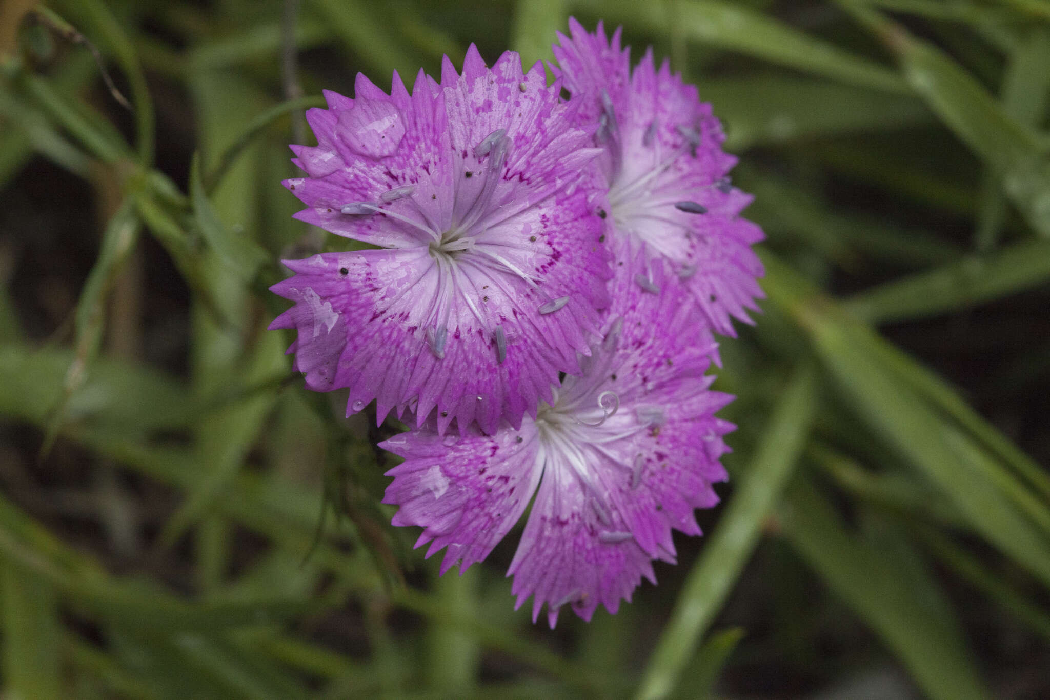 Image of Dianthus caucaseus Sims