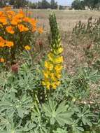 Image of whitewhorl lupine