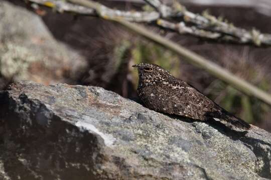 Image of Pygmy Nightjar