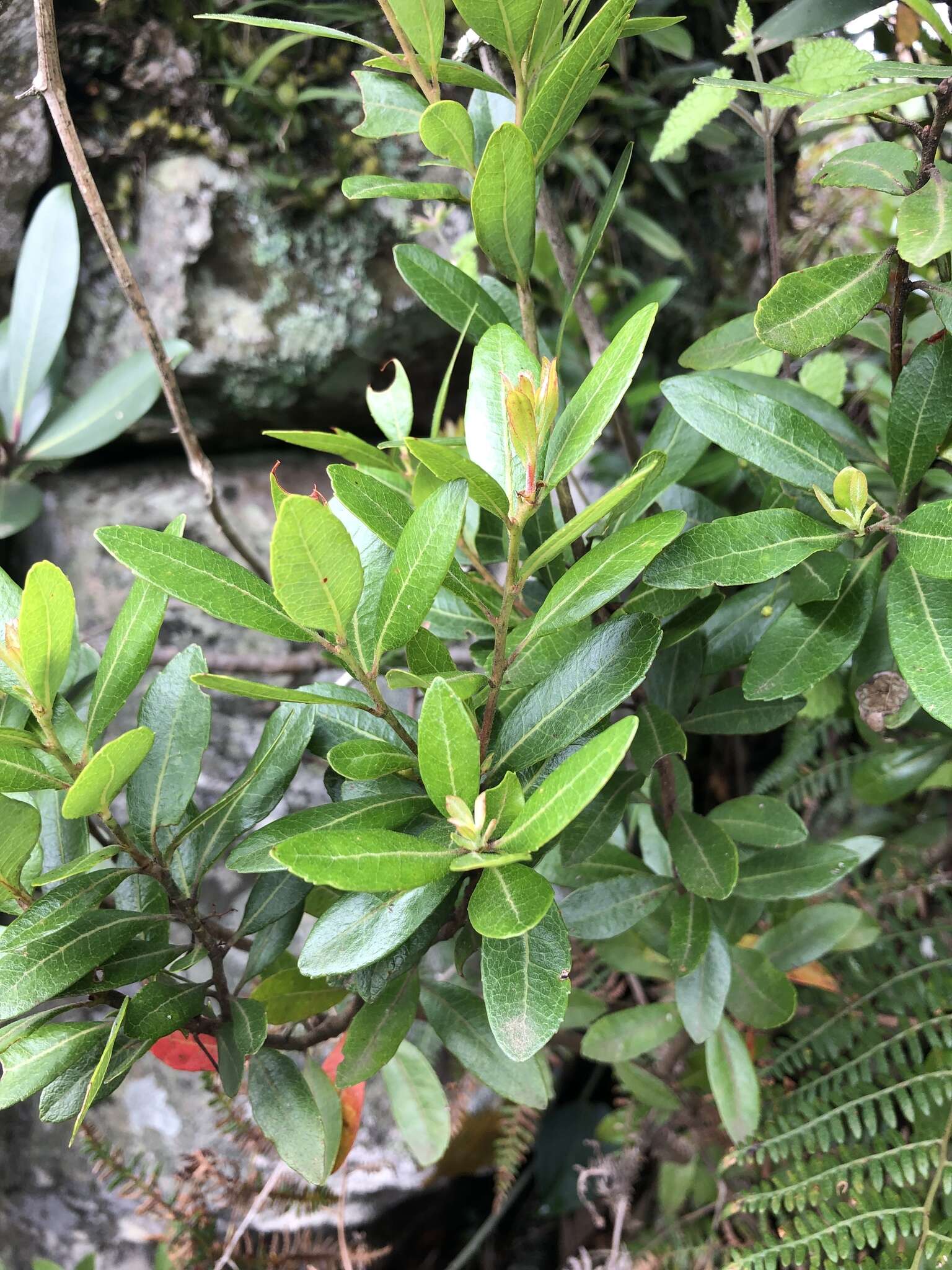 Imagem de Gerrardina foliosa Oliv.