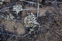 Image de Cladonia firma (Nyl.) Nyl.