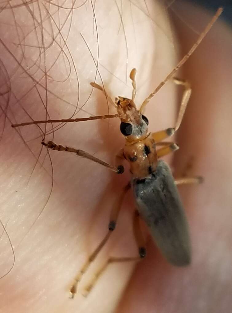 Image of Copidita quadrimaculata (Motschulsky 1853)