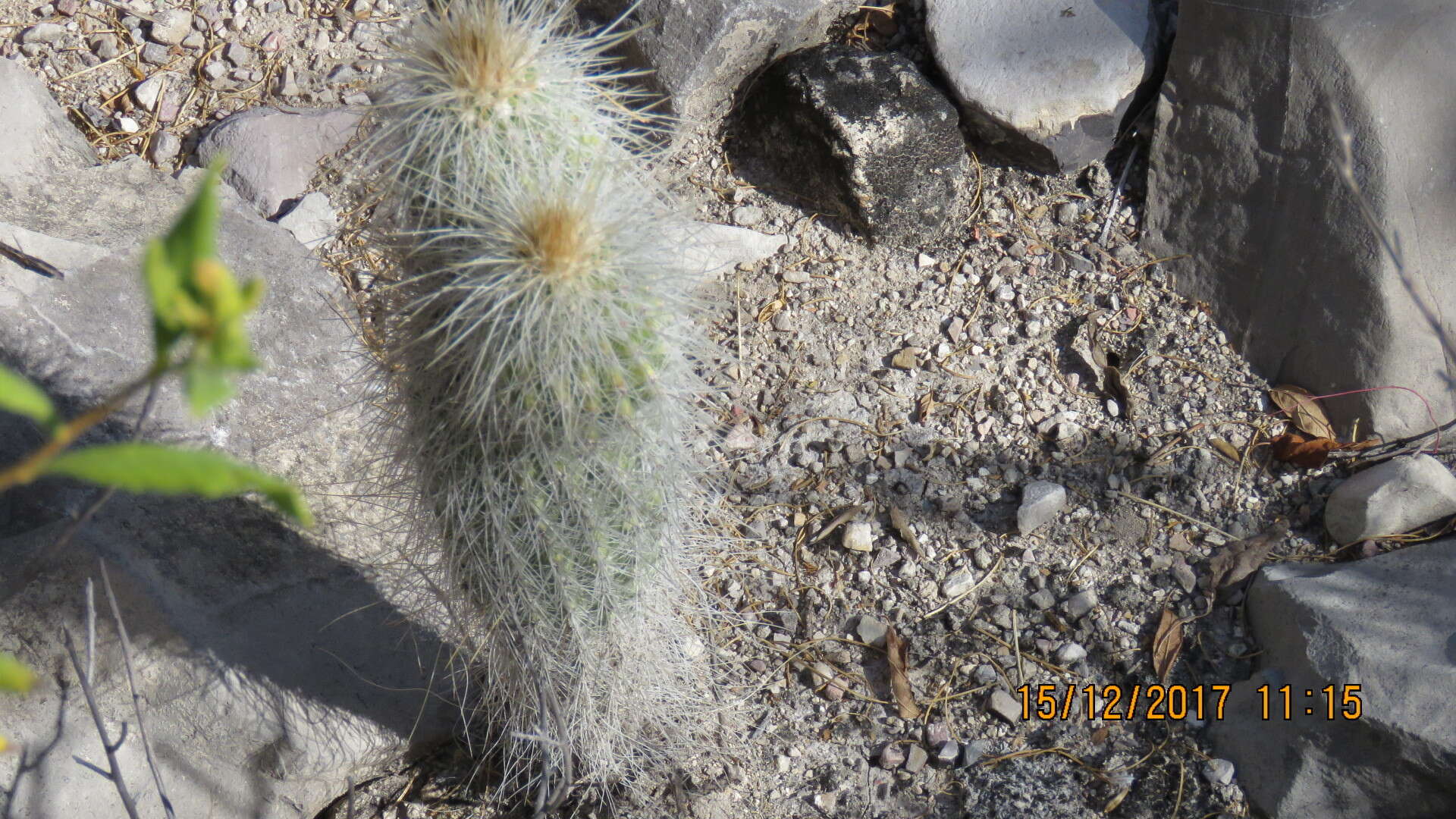 Image of Cephalocereus columna-trajani (Karw.) K. Schum.