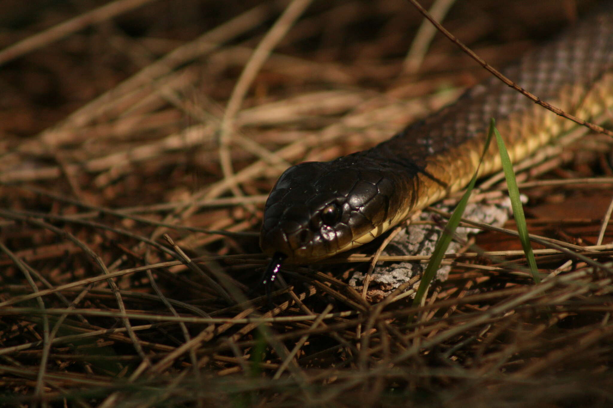 Notechis scutatus occidentalis Glauert 1948的圖片