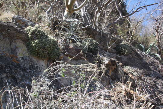 Image of Echinocereus klapperi W. Blum