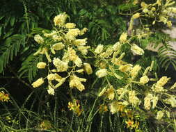 Image of Senegalia bonariensis (Gillies ex Hook. & Arn.) Seigler & Ebinger
