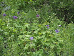 Image of Glandular Crane's-bill