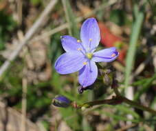 Image of Chamaescilla corymbosa (R. Br.) F. Muell. ex Benth.