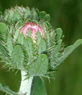 Слика од Stokesia