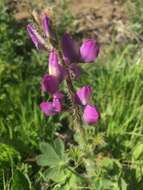 Plancia ëd Lupinus hirsutissimus Benth.