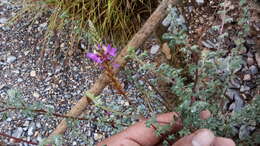 Imagem de Dalea bicolor Willd.