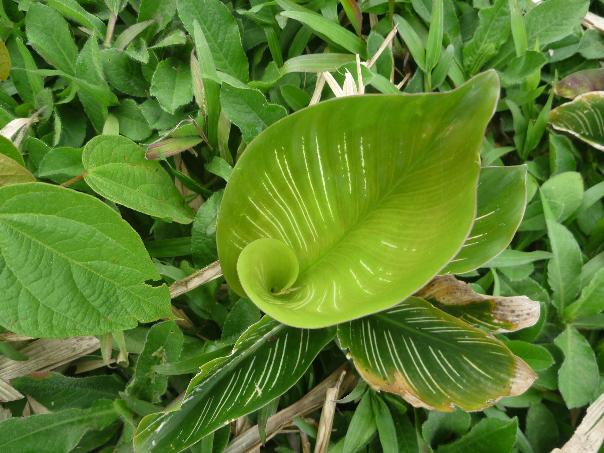 Image of Goeppertia majestica (Linden) Borchs. & S. Suárez