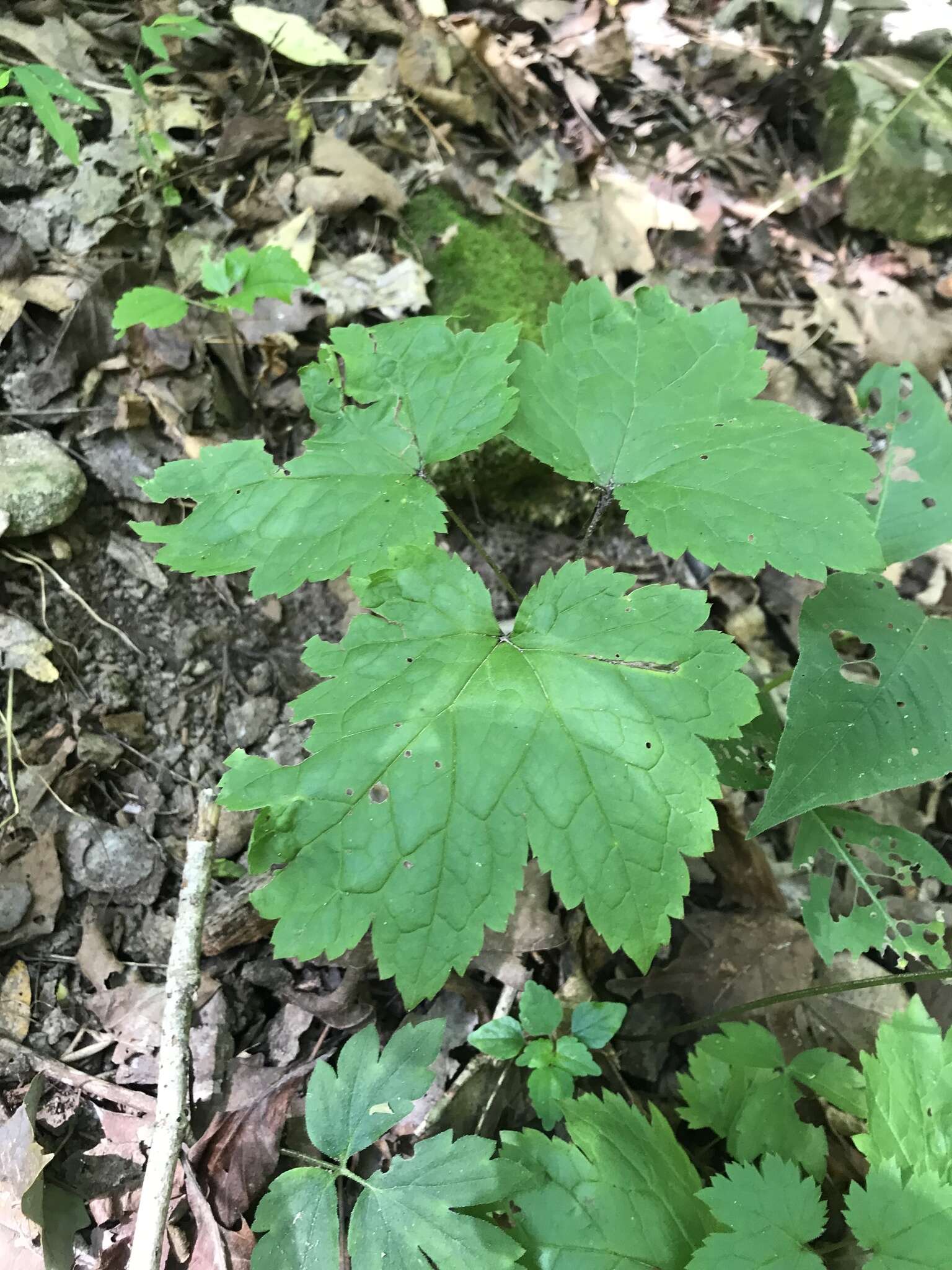 Image of Appalachian bugbane