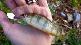 Image of Yellow Perch