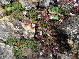 Image of Frankenia ericifolia Chr. Sm.