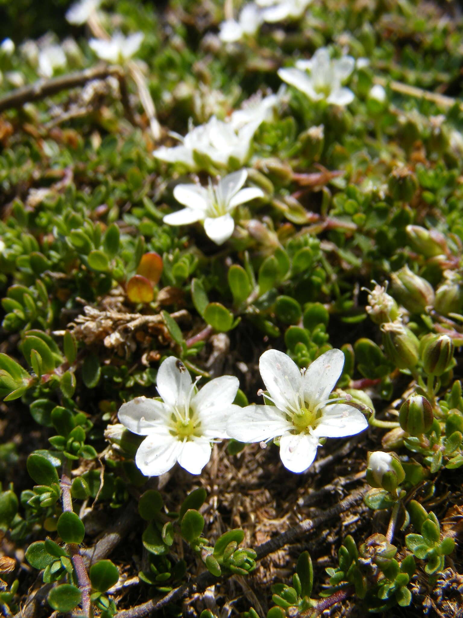 Image of Zweiblütiges Sandkraut