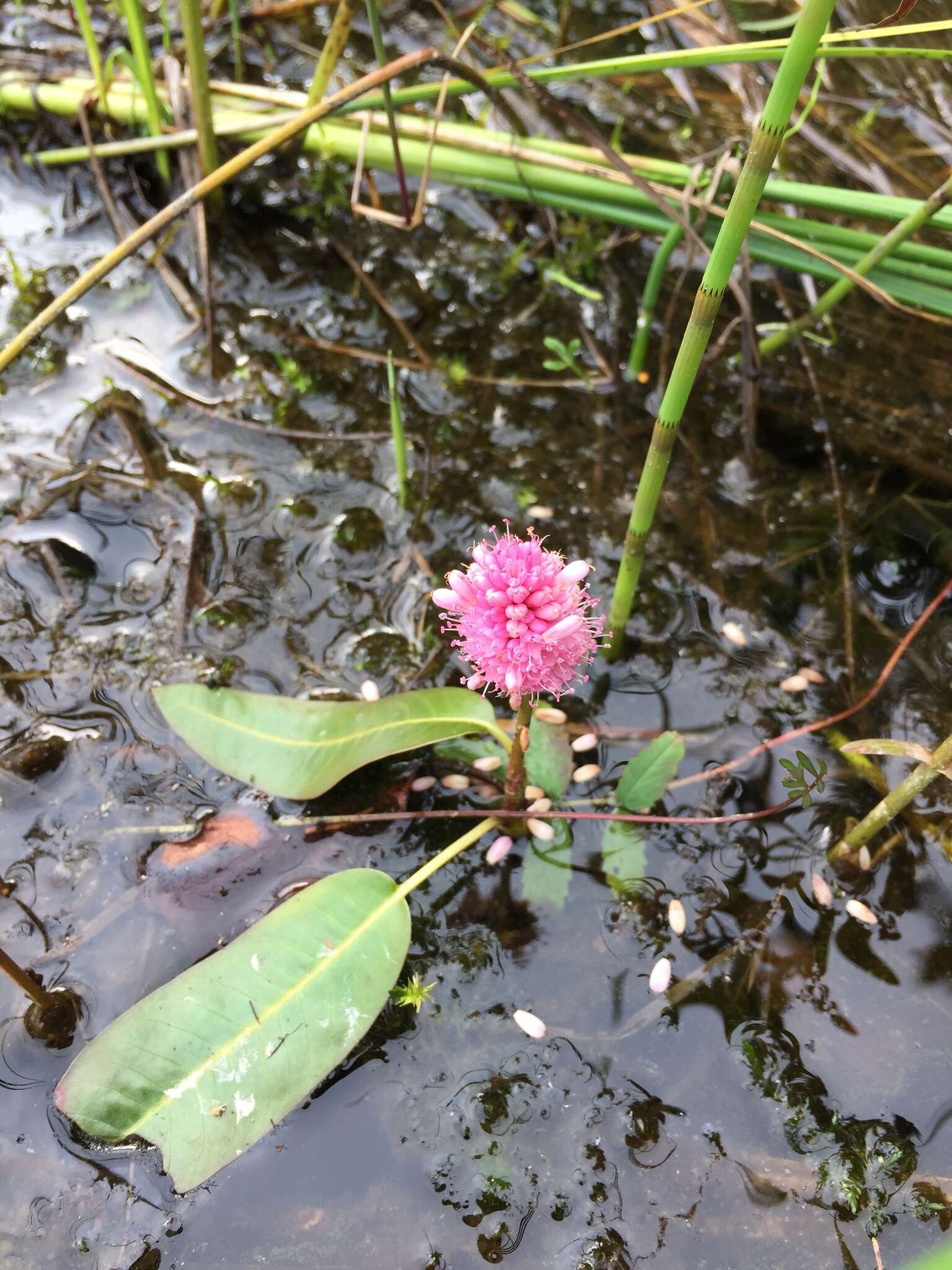 Image of water smartweed