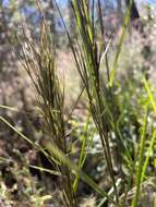 Image of Colombian bluestem