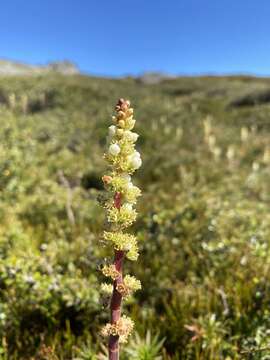 Image of candle heath