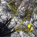 Image of Geissorhiza humilis (Thunb.) Ker Gawl.
