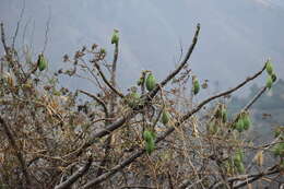 Image of Vasconcellea candicans (A. Gray) A. DC.