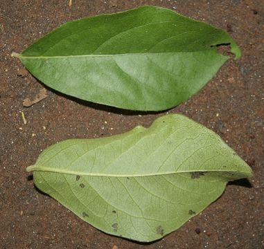 Image of <i>Diospyros salicifolia</i> Humb. & Bonpl. ex Willd.