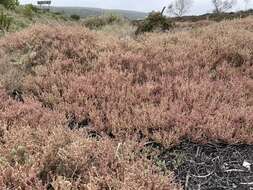 Слика од Salicornia pillansii (Moss) Piirainen & G. Kadereit