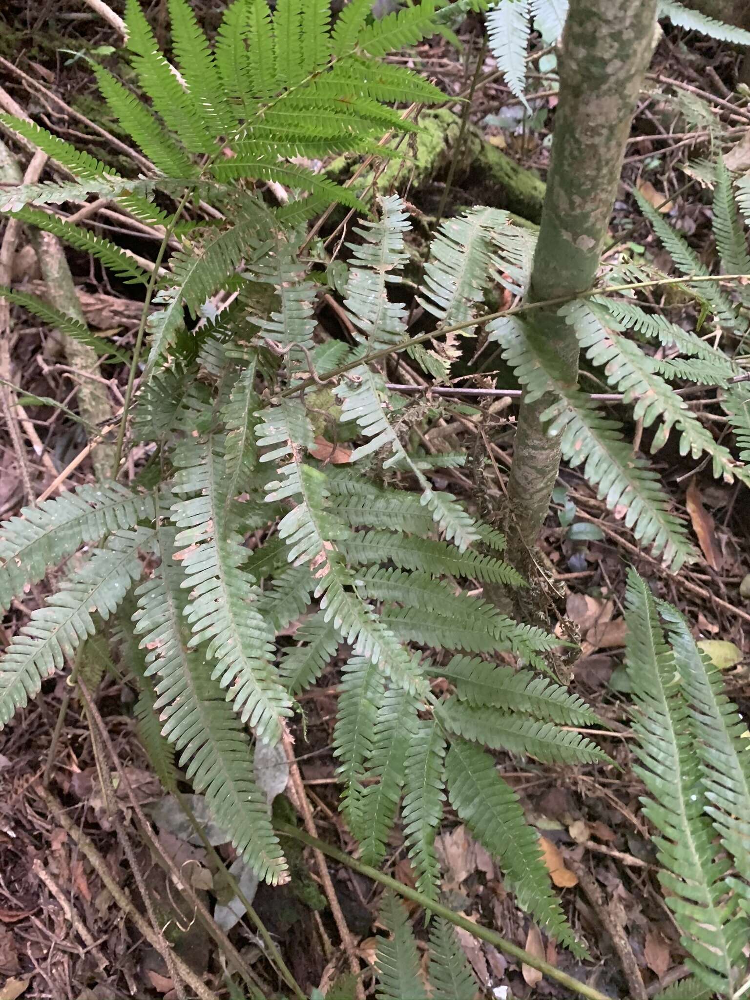 Sivun Pteris catoptera Kunze kuva