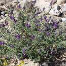 Image of Dalea pennellii var. pennellii