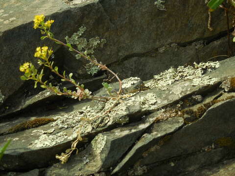 Слика од Alyssum obovatum (C. A. Mey.) Turcz.